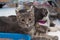 Homeless kittens in a cage at the shelter