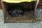 Homeless kittens sleep in a box