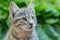 Homeless little fluffy gray kitten with blue eyes