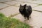 Homeless mongrel stands alone on sidewalk. Black shaggy dog looks at camera incredulously