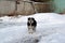 Homeless mongrel walks in the white snow against a ruined fence