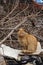 Homeless, orange stray cat seating in an abandoned backyard