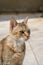 Homeless pet is sitting on sun beams at summer