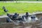 Homeless pigeons bathing in the street in a dirty puddle