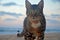 A homeless proud green-eyed tabby cat looks at the camera. confident and fearless. Twilight on beach Mediterranean Sea in Israel