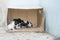Homeless puppies rest in the box