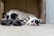 Homeless puppies sleep near mother