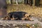 Homeless puppies are sleeping on a sewer manhole