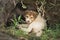 Homeless puppy or Slag dog sleeping in nature cave looking for adoption,