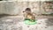 Homeless pussycat eats dry food from plate on street. Close up of stray cat eating useful pet food. Concept of animal
