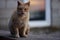 Homeless red cat sits on a concrete slab against the background of a glass door with a reflection of sunset