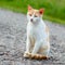 Homeless red cat sitting on the warm asphalt road. A stray cat l