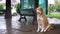 Homeless Red Dog sits on a City Street in Rain against the Background of Passing Cars and People