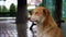 Homeless Red Dog sits on a City Street in Rain against the Background of Passing Cars and People