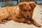 A homeless red-haired dog. Abstract background.