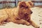 A homeless red-haired dog. Abstract background.