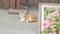 A homeless red kitten on the street. lies on the asphalt near the flower bed with pink flowers. 4k