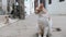 Homeless Shabby Tricolor Cat in Africa on Street of Dirty Stone Town, Zanzibar