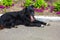 Homeless shaggy black dog