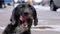 Homeless Shaggy Dog on a City Street against the Background of Passing Cars and People