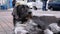 Homeless Shaggy Dog lies on a City Street against the Background of Passing Cars and People