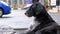 Homeless Shaggy Dog lies on a City Street against the Background of Passing Cars and People