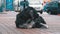 Homeless Shaggy Dog lies on a City Street against the Background of Passing Cars and People