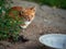 Homeless, sick, hungry red kitten at an empty bowl