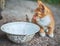 Homeless, sick, hungry red kitten at an empty bowl