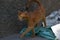 Homeless skinny abyssinian cat