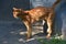 Homeless skinny abyssinian cat