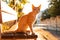 Homeless skinny cute cat sitting on a street bench in sunset light Concept of animal protection and adoption