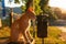 Homeless skinny sad cat sitting on a street bench. Sunset light. Concept of animal protection and adoption