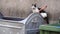 Homeless stray cat goes along dirty garbage container - Closeup