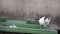 Homeless stray cat lying on filthy garbage container - Closeup