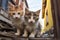 Homeless and stray cats in the city. Group homeless kittens.