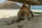 Homeless stray dog on the beach under chair. domestic dog relaxing and resting on sand beach