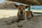 Homeless stray dog on the beach under chair. domestic dog relaxing and resting on sand beach