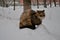 A homeless street cat covered with snow sits on a snowdrift on the edge of a pedestrian street in a residential area