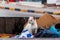 Homeless street cat is looking for food in the trash container. White stray cat in garbage bin