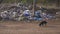 Homeless street dogs search for food in garbage trash. country dump