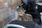 Homeless street gray striped mongrel cat lies on seat of motorcycle moped on street in city of Antalya  Turkey