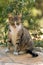 Homeless street tabby cat portrait in summer nature of park