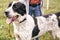 Homeless sweet alabai dog playing and walking in summer park. Big adorable black and white  dog, central asian shepherd,  on a