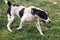 Homeless sweet alabai dog playing and walking in summer park. Big adorable black and white  dog, central asian shepherd,  on a