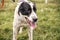 Homeless sweet alabai dog walking with person in summer park. Big adorable black and white  dog, central asian shepherd,  on a