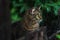 A homeless tabby cat sits behind a fence and looks with bright green eyes. on a dark background