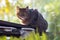 Homeless tabby cat sits on a fence