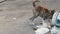 Homeless, Thin and Hungry Dog Dig in a Garbage can on the Street. Asia, Thailand, Pattaya