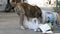 Homeless, Thin and Hungry Dog Dig in a Garbage can on the Street. Asia, Thailand, Pattaya